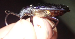 Aulacopus reticulatus