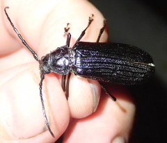 Aulacopus reticulatus