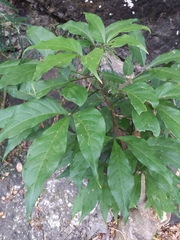 Crateva adansonii formosensis