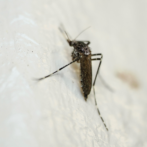 Unknown species found near Lacombe, LA, US