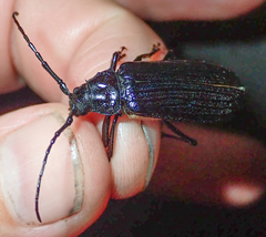 Aulacopus reticulatus