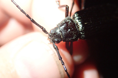Aulacopus reticulatus