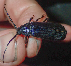 Aulacopus reticulatus