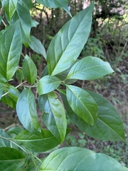 Volkameria glabra