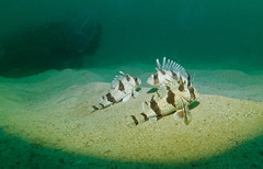 Centropogon australis