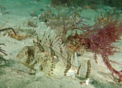 Centropogon australis