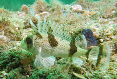 Centropogon australis