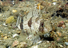 Centropogon australis