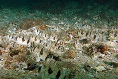 Centropogon australis