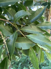 Syzygium gerrardii