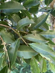 Syzygium gerrardii