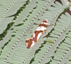 Macrobathra desmotoma
