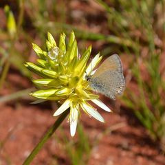Ptilotus gaudichaudii