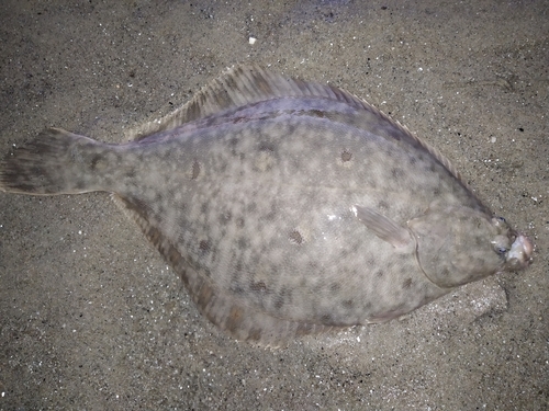 European Plaice