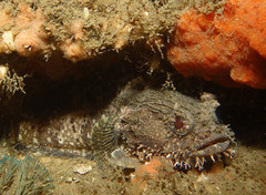 Batrachomoeus dubius