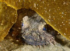 Batrachomoeus dubius