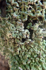 Menegazzia neozelandica