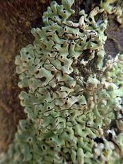 Menegazzia neozelandica