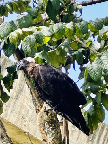 Thick-billed Raven