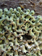 Menegazzia neozelandica