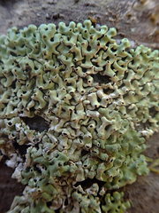 Menegazzia neozelandica