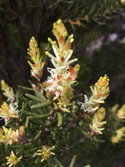 Orites revolutus
