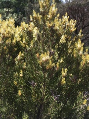 Orites revolutus