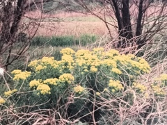 Euphorbia palustris
