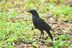 Myophonus caeruleus caeruleus