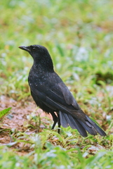 Myophonus caeruleus caeruleus