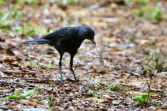 Myophonus caeruleus caeruleus