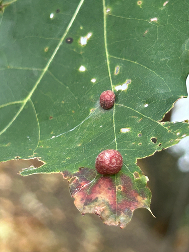 Unknown species found near Mystic Valley Pkwy, Arlington, MA, US