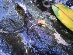 Cryptocheilus australis