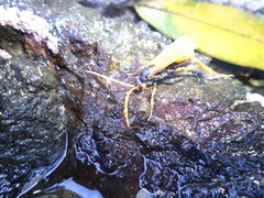 Cryptocheilus australis