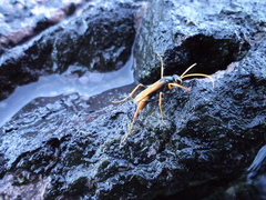 Cryptocheilus australis