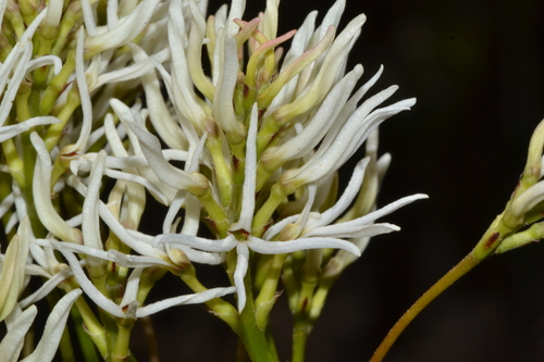 Conospermum teretifolium (Conospermum teretifolium)