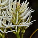 Conospermum teretifolium - Photo 由 Tim Hammer 所上傳的 (c) Tim Hammer，保留部份權利CC BY