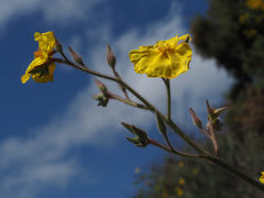 Cistus atriplicifolius