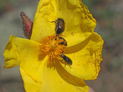 Cistus atriplicifolius