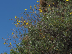 Cistus atriplicifolius