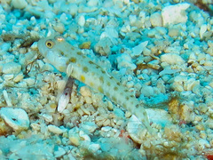 Valenciennea puellaris