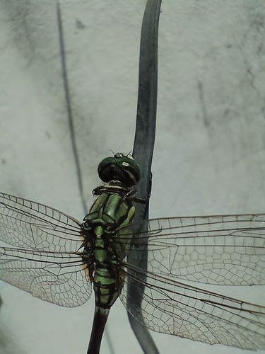 Slender Skimmer