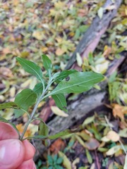 Memoremea scorpioides, photograph naturalist_ua_97, CC BY, iNaturalist via GBIF