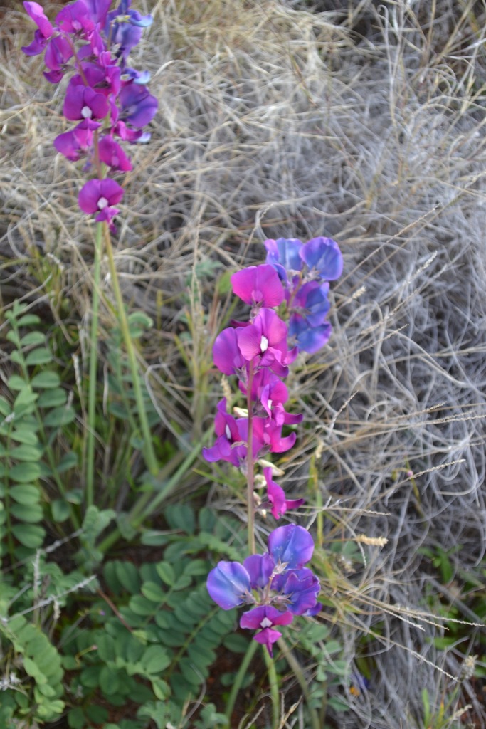 Swainsona beasleyana