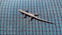 Cryptoblepharus pannosus