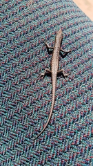 Cryptoblepharus pannosus