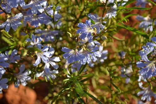 Scaevola cunninghamii, photograph 6