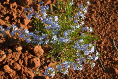 Scaevola cunninghamii