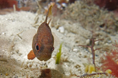 Vincentia novaehollandiae