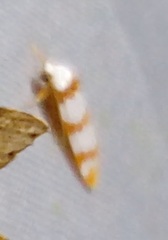 Thermograpta rufizonata